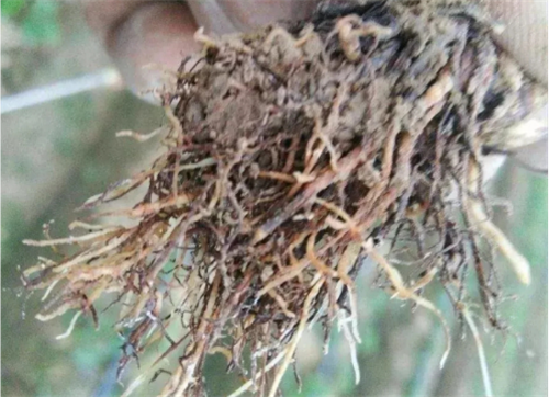 1530084786551219QWVv.png 圖片4.png